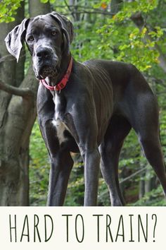 a large black dog standing on top of a lush green forest