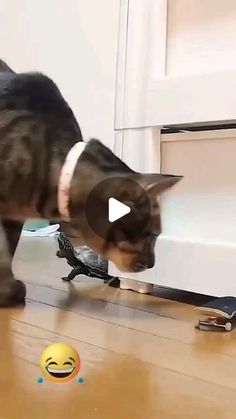 a cat playing with a toy on the floor next to a door and a smiley face