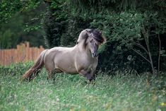 a horse is running through the grass in front of some trees