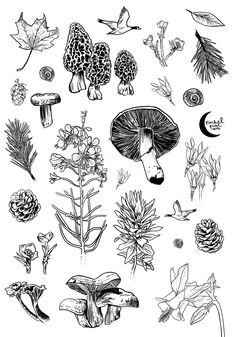 an ink drawing of different types of mushrooms