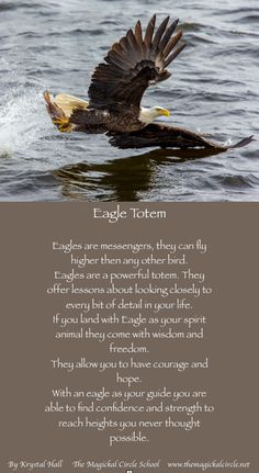 an eagle is flying over the water with its wings spread out and it's landing