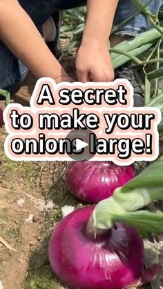 a person cutting onions on the ground with an onion sticker above them that says, a secret to make your onion large