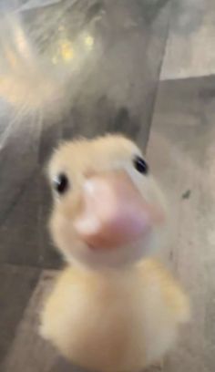 a blurry photo of a ducky looking up at the camera