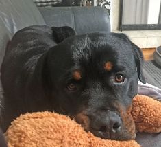 a large black dog laying on top of a couch next to a stuffed animal toy