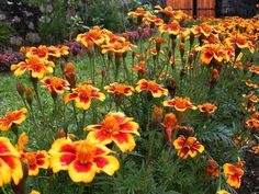 many orange and yellow flowers in a garden