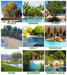 the different types of trees and shrubs around a swimming pool