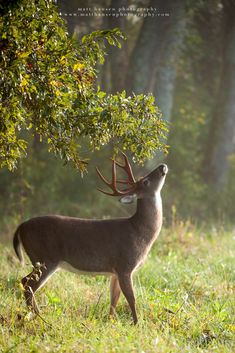 a deer with antlers standing in the grass