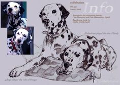 two dalmatian dogs sitting next to each other on a white background with the words info above them