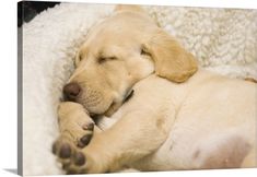 a puppy sleeping on top of a white blanket with his head resting on its paw