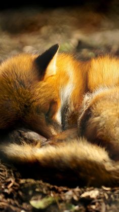 a red fox curled up asleep on the ground