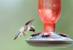 a hummingbird flying towards a bird feeder filled with water and flowers, while another bird hovers nearby