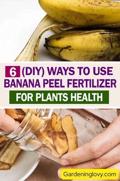 there are bananas that have been placed on top of each other and the words, 6 diy ways to use banana peel fertiizer for plants health