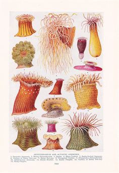 an image of various hats and vases in different colors on a white paper background