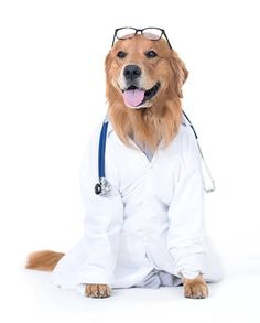 a dog wearing glasses and a lab coat