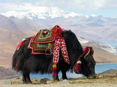 a yak standing on the side of a mountain