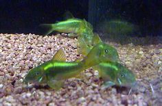 three small green fish in an aquarium with gravel and rocks around them, looking at the camera