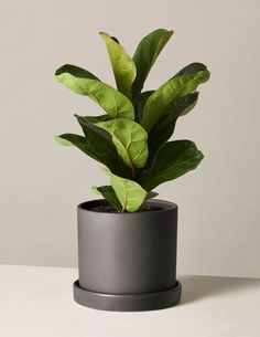 a potted plant sitting on top of a table