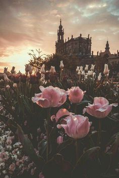 pink flowers are in the foreground with an old building in the background at sunset