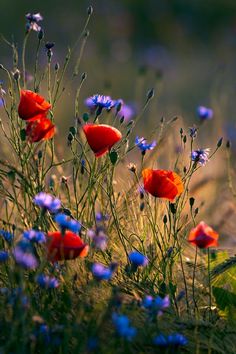 a bunch of flowers that are in the grass with some words above them on it