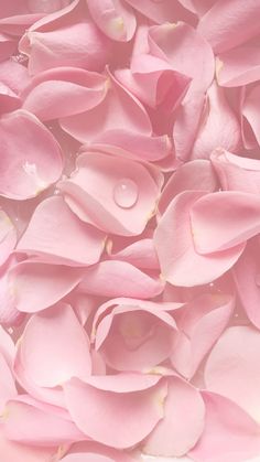 pink flowers with water droplets on them