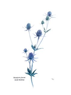 an image of blue flowers in watercolor and ink on paper by artist stephen glatman