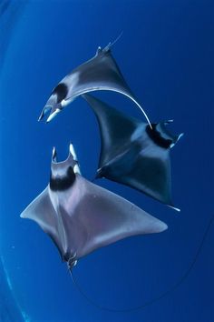 two black and white stingfish swimming in the ocean water with blue sky behind them