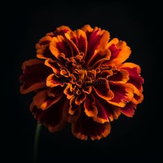 an orange and red flower on a black background with space for the wording below