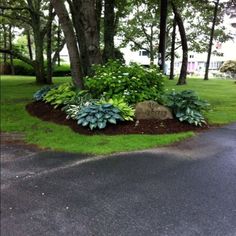 a driveway with some plants and trees around it