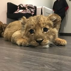 a lion cub is laying on the floor in front of a man with his back turned