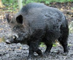 a black boar standing on top of a muddy field