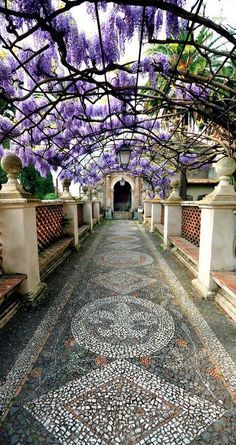 the walkway is lined with wistery trees