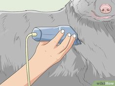 a dog being groomed with a hair dryer