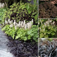 several different types of plants growing on the ground