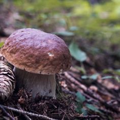 a close up of a mushroom on the ground