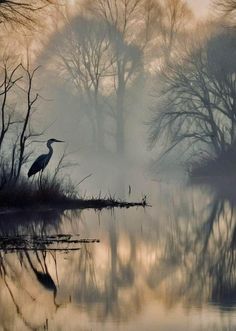 a large bird standing on top of a body of water near trees in the fog