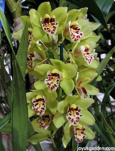 green and white orchids blooming in a garden