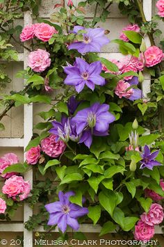 pink and purple flowers growing on the side of a building