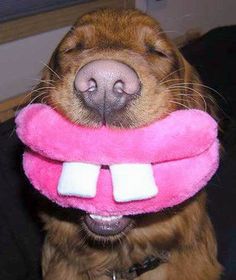 a brown dog wearing a pink and white collar with teeth on it's head