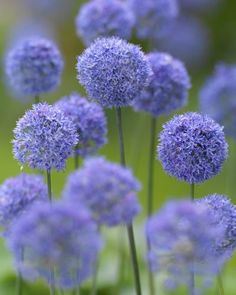 purple flowers are blooming in the garden