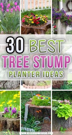 the top 50 best tree stump planter ideas for your garden or yard, including trees and flowers