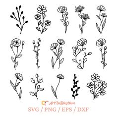 various flowers and plants drawn in black ink