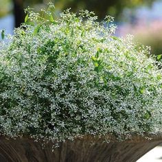 a close up of a plant in a vase on a table outside with trees in the background