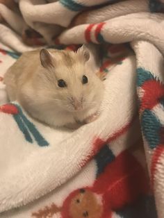 a small hamster is sitting on a blanket