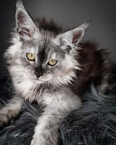 a gray and white cat laying on top of a furry blanket