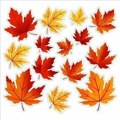 a bunch of different colored leaves on a white background