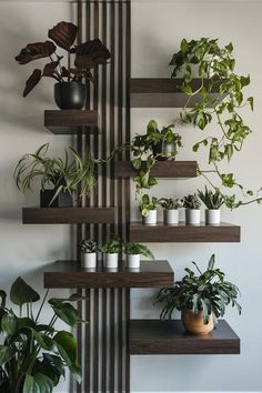 several potted plants on wooden shelves in a room