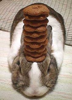 a rabbit is laying down with some cookies on its back and it's head in the air