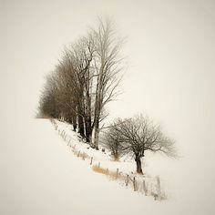 two trees in the middle of a snowy field