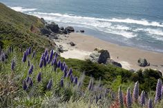 purple flowers on the side of a hill next to the ocean and beach with waves coming in