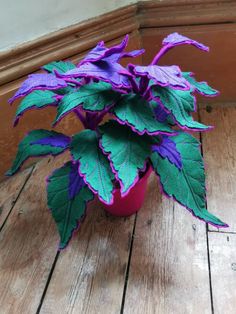 a purple and green plant sitting on top of a wooden floor next to a wall